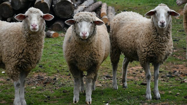 Three fluffy sheep standing on a grassy farm with logs in the background, showcasing their woolly coats.
