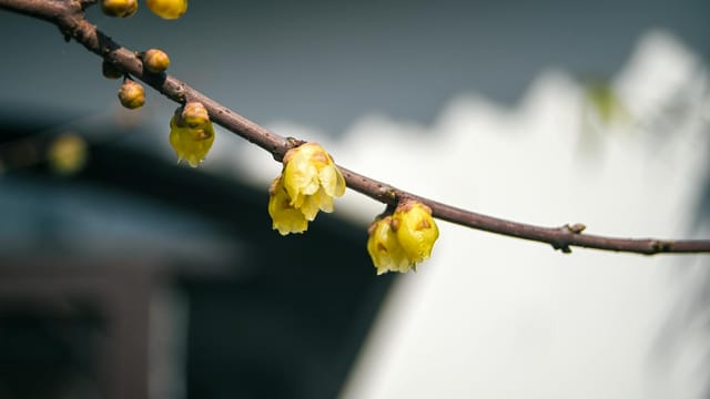 Close-up of yellow wintersweet flowers blooming on a branch in Nanjing, China.
