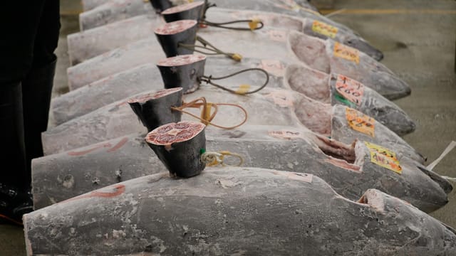 Freshly frozen tuna lined up for auction at a fish market in Tokyo, Japan.