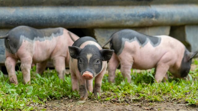 Adorable piglets on a farm, playfully exploring the grassy pasture. Perfect rural countryside scene.