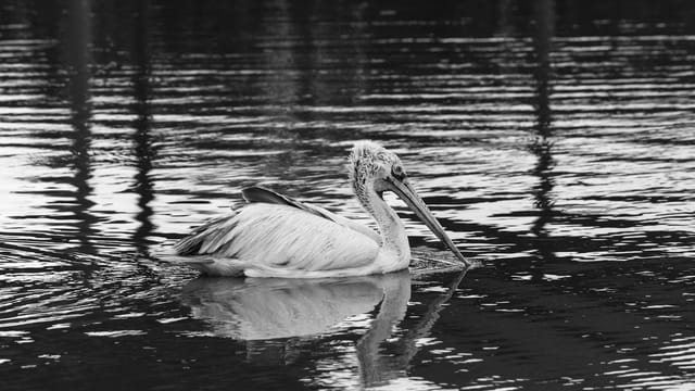 A serene pelican gracefully swimming in waters, captured in black and white in Bangkok, Thailand.
