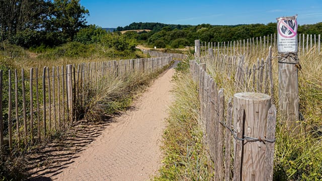 Explore the sandy path flanked by fences and wild vegetation at Dawlish Warren, UK.