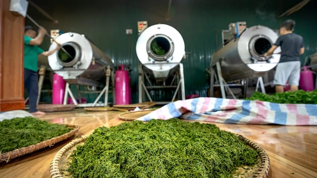 Close-up of green tea leaves drying in an industrial tea processing factory indoors.