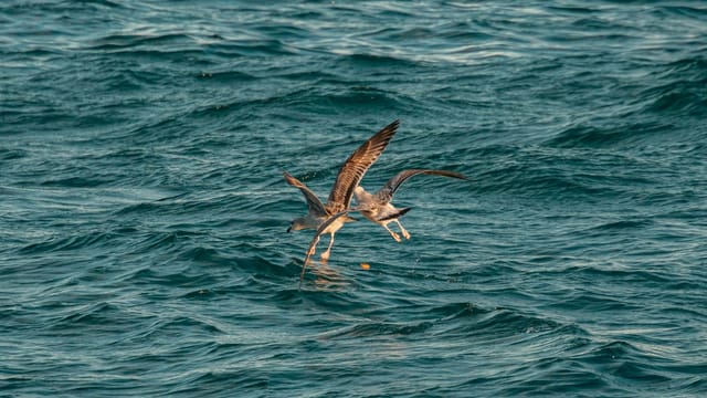 Two seagulls hover over the clear blue sea near İstanbul, Türkiye.