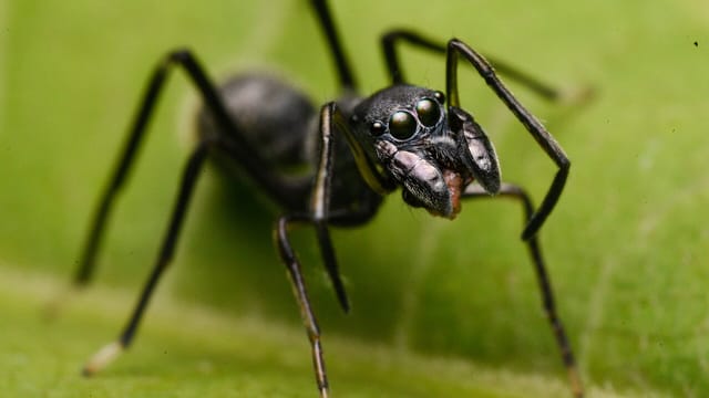 Ant Mimicking Spider