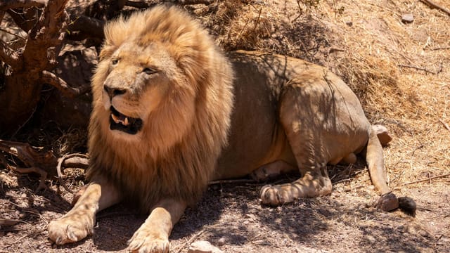 A powerful lion rests under the African sun, showcasing its regal mane and natural habitat.