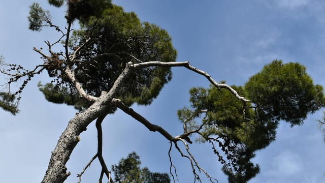 A stone pine tree branching against a bright blue sky, showcasing nature's artistry.