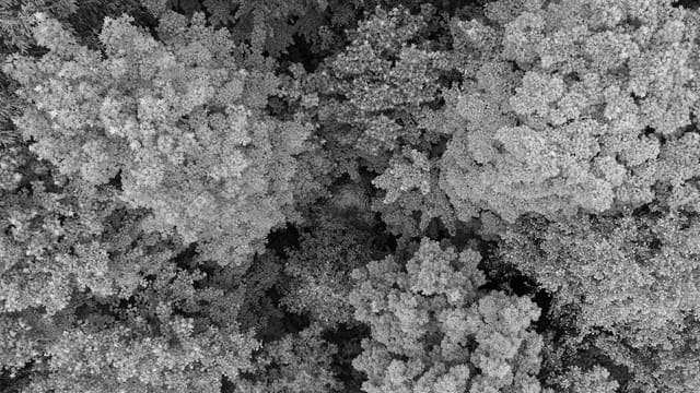 Grayscale aerial image showcasing a dense forest canopy in Ilmenau, Germany.