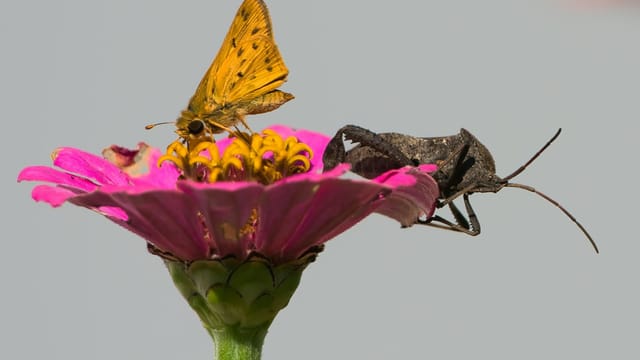 Close-up of a butterfly and an assassin bug perched on a pink zinnia flower.