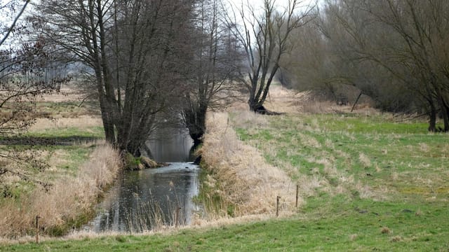 A tranquil river scene with bare trees, grassy fields, and early spring vegetation.