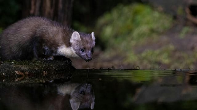A European pine marten drinking from a reflective forest pond at night.