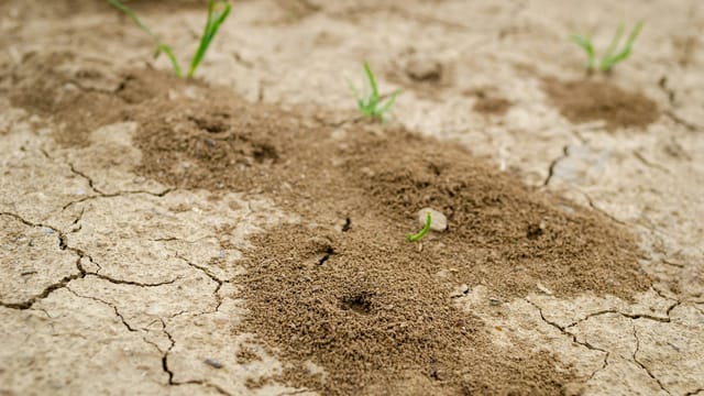 Close-up view of ant hills on dry cracked soil with sparse grass growth in Serbia.