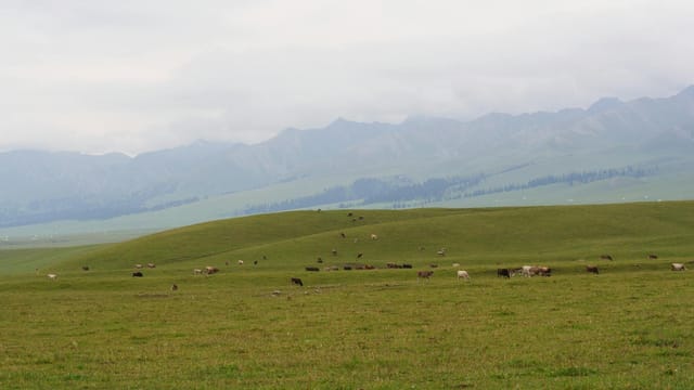 Vast grassland in Xinjiang with distant mountains and grazing animals under an overcast sky.