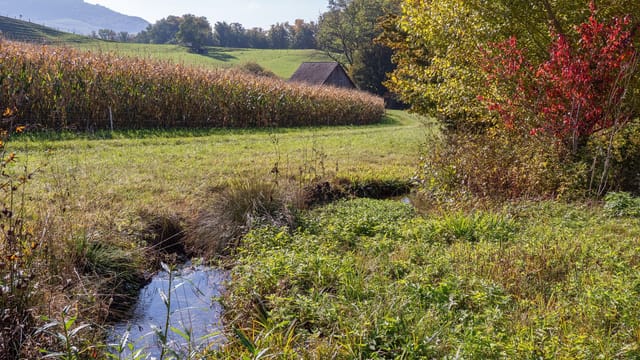 Idyllic rural scene with cornfield, small stream, and autumn foliage.