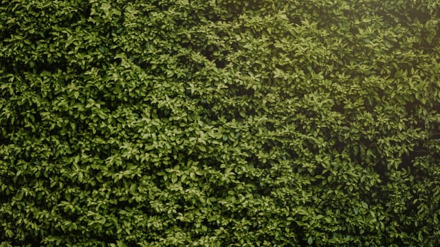 A vibrant green hedge showcasing a dense pattern of leaves for natural background use.