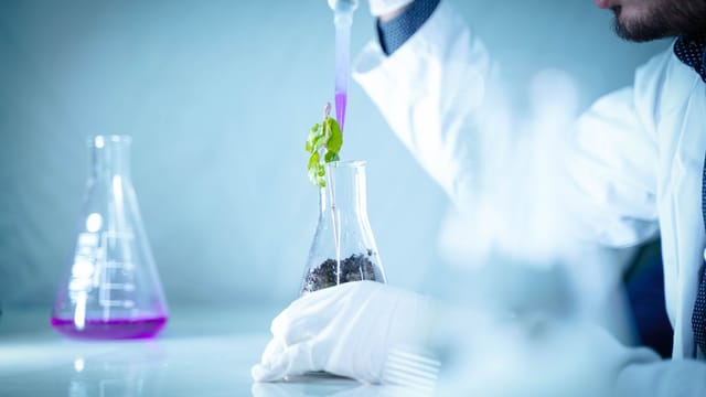 Scientist pouring liquid into a beaker with plant for a laboratory experiment.