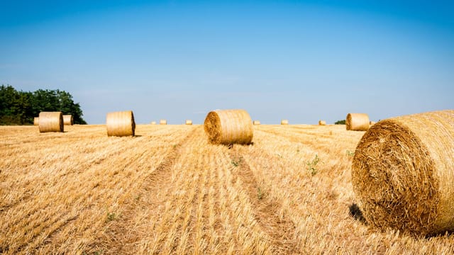Idyllic rural landscape with round hay bales in a golden field under a clear blue sky.