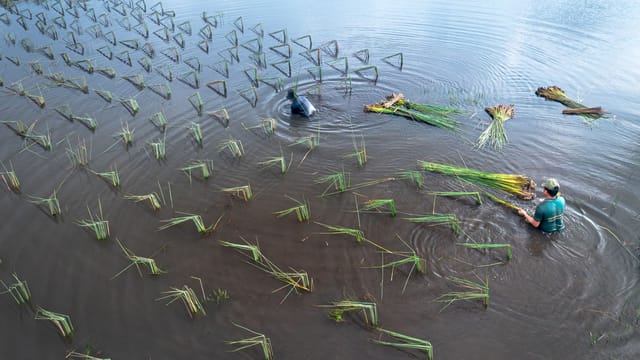 Two farmers planting rice in a flooded paddy field, view from above.