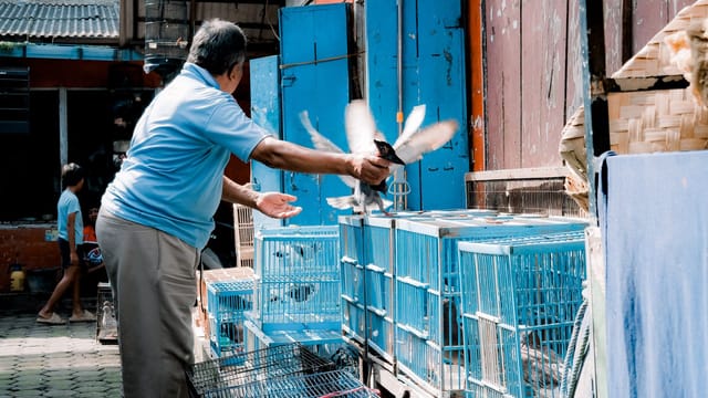An adult man releases birds from blue cages in an outdoor market setting during daylight.