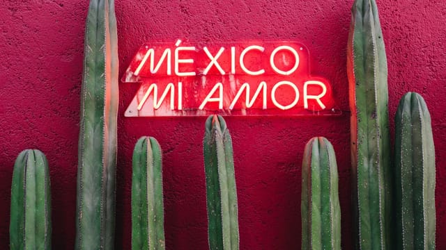 Vibrant cactus plants against a red wall with a neon sign, 'México mi amor', in Mexico City.