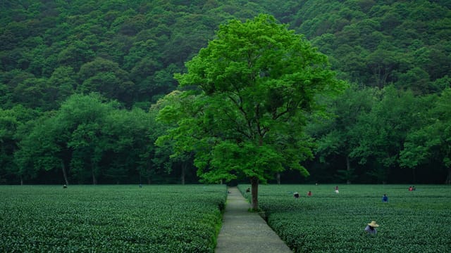 Vibrant green tea fields with farmers at work in Hangzhou, Zhejiang Province, China.