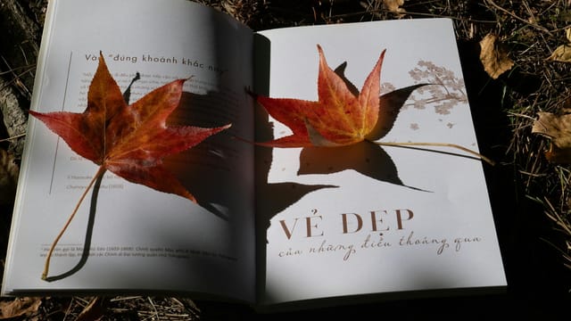 Maple leaves casting shadows on an open book outdoors.