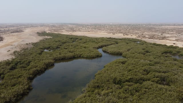 A stunning aerial view of lush mangrove trees amidst a desert landscape near Jizan, Saudi Arabia.