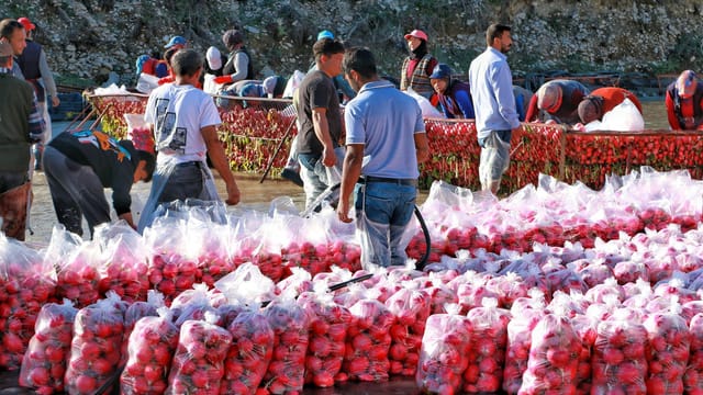 Workers packing fresh tomatoes into bags at a bustling outdoor market.