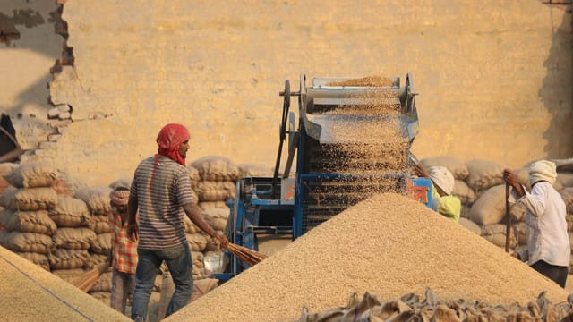 Workers operating a grain machine in a rural setting, creating large piles of grains.