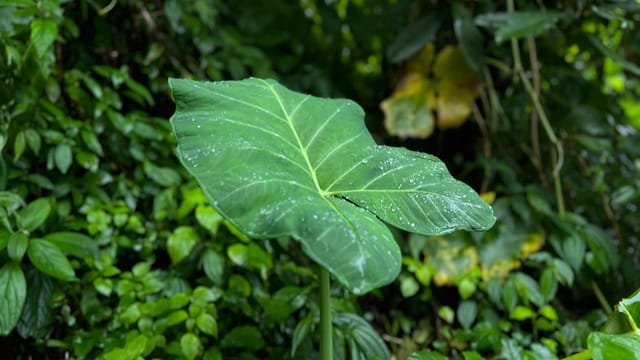 Close-up of a vibrant green leaf in a lush Indian garden, showcasing nature's beauty.