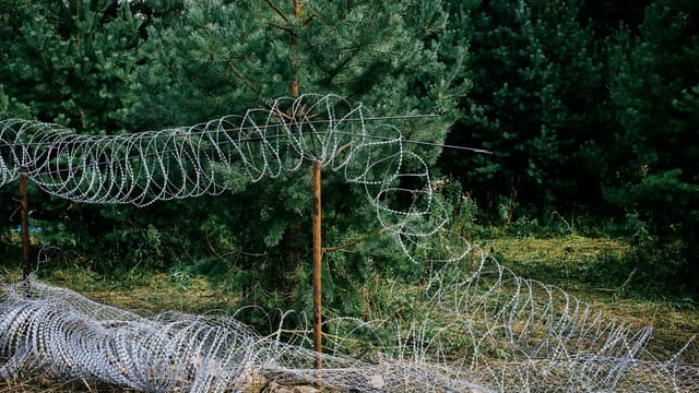 A lush green forest landscape with barbed wire fence, capturing natural beauty and defense elements.