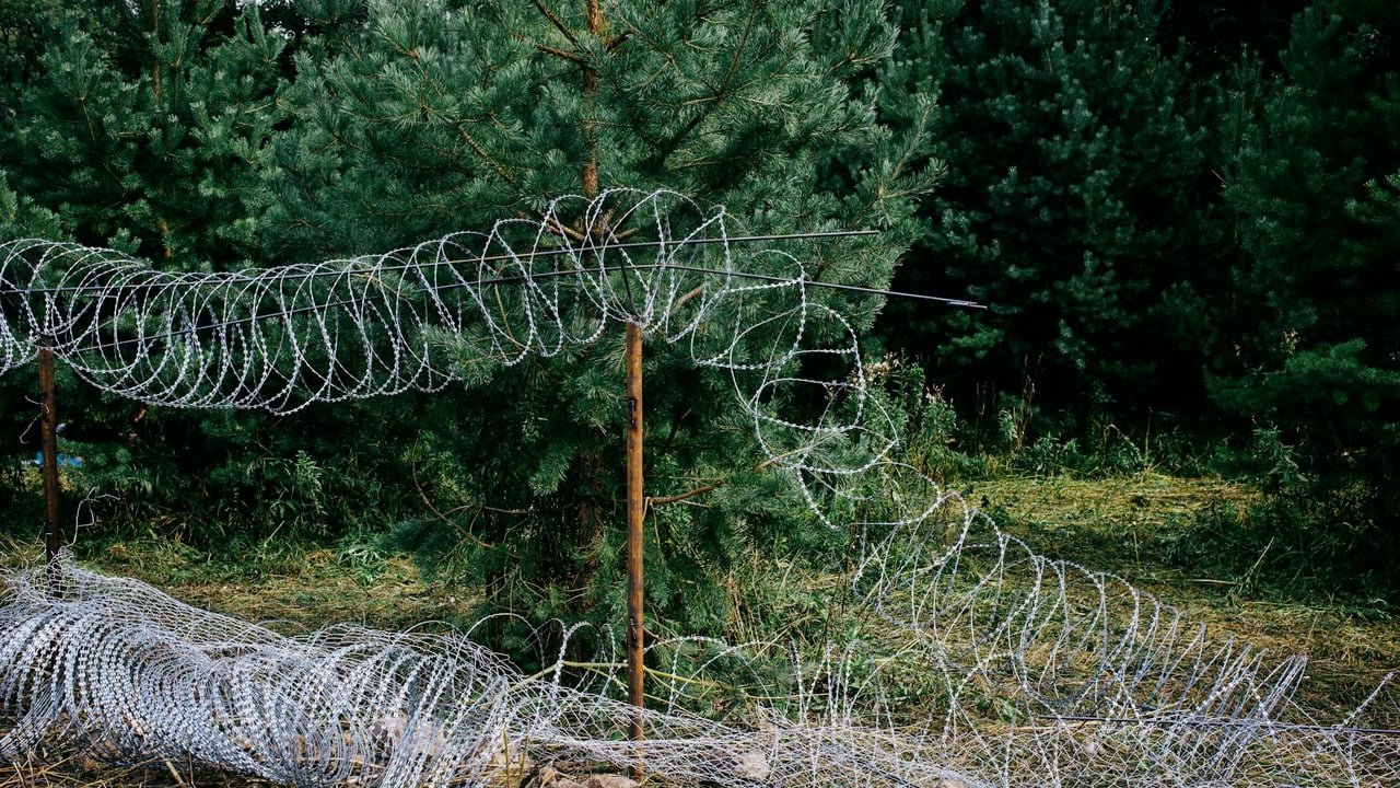 A lush green forest landscape with barbed wire fence, capturing natural beauty and defense elements.