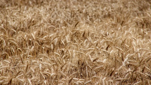 A vibrant field of golden wheat basking in the summer sunshine.