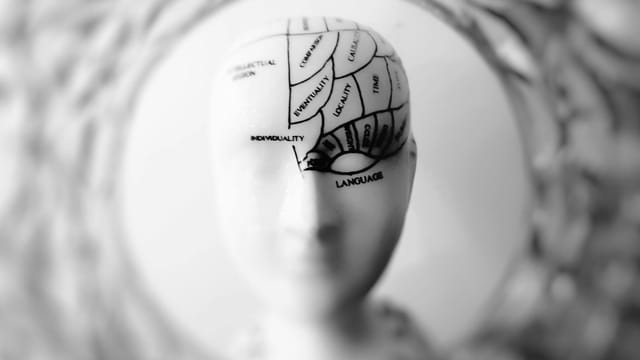 Close-up black and white image of a phrenology head with brain sections labeled.