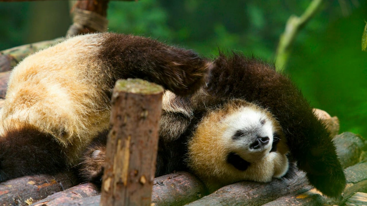 Adorable giant panda relaxing on wooden logs at Chengdu Zoo, a charming display of playfulness and tranquility.