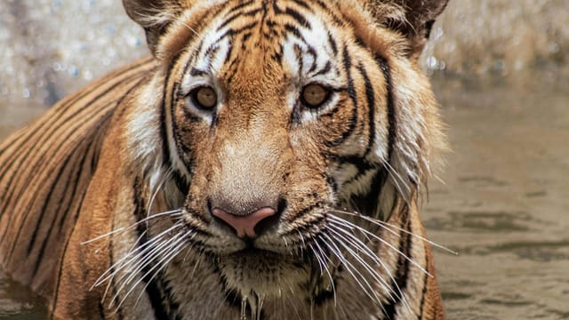 Close-up portrait of a Bengal tiger cooling off in water in Villahermosa, Mexico.