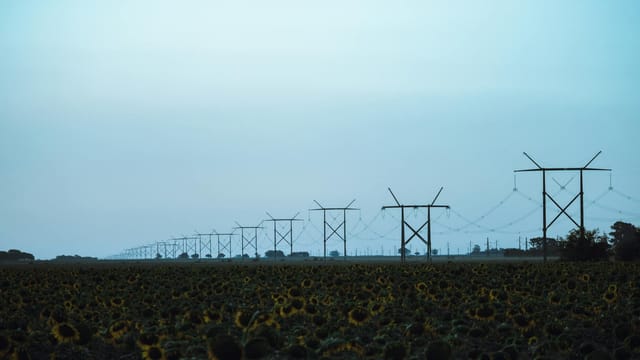 A serene sunflower field in Roldán, Argentina with towering transmission lines under a clear sky.