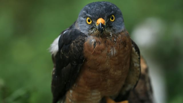 Stunning close-up of a forest hawk showcasing its sharp yellow eyes and impressive plumage.