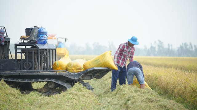 Two farmers working in a rice field, loading sacks onto a tractor on a bright day.