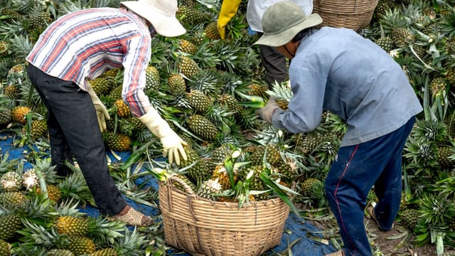 Two farmers picking ripe pineapples into woven baskets on a plantation.