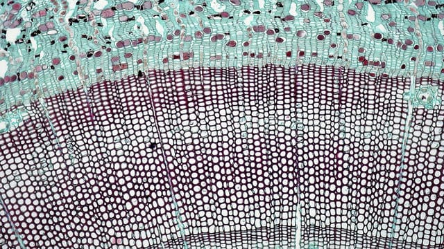 Detailed image of plant tissue cross-section showing cellular structure under microscope.