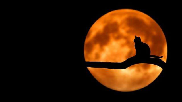 A silhouette of a cat sitting on a branch under a glowing full moon, creating an eerie night scene