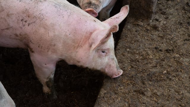 Close-up of a domestic pig in a muddy farm environment, NC, USA.