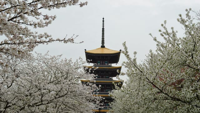 Stunning cherry blossoms frame a traditional pagoda in Wuhan, China during springtime.