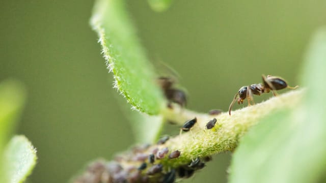 Close-up image of an ant exploring a leaf colony of aphids, showcasing intricate details.