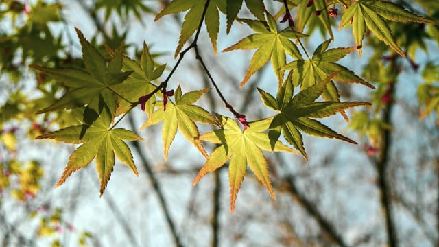Close-up of green maple leaves against a bright sky, capturing the essence of spring.