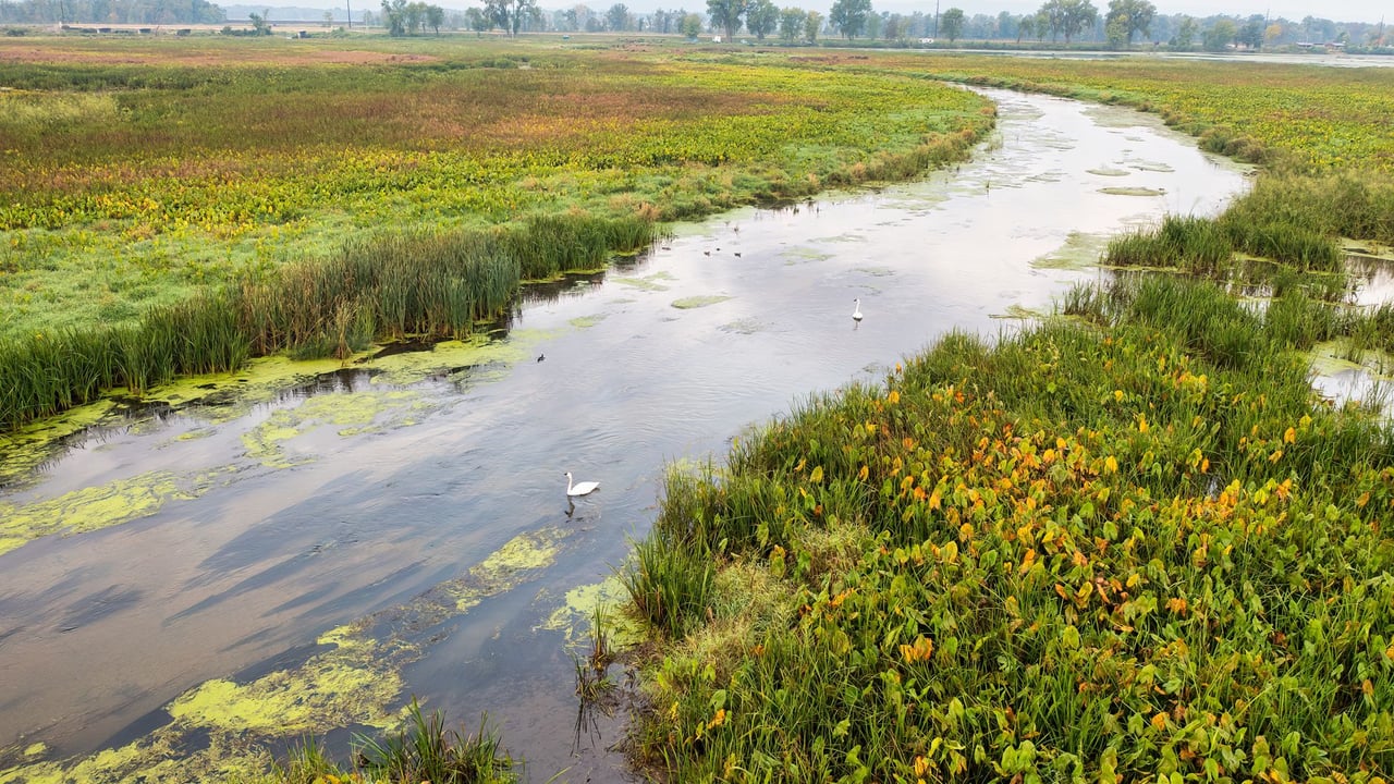A serene view of Alma, Wisconsin wetlands with lush foliage and winding river.