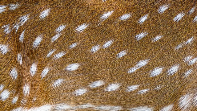 Detailed close-up of a spotted deer fur texture with distinct white spots on brown fur.