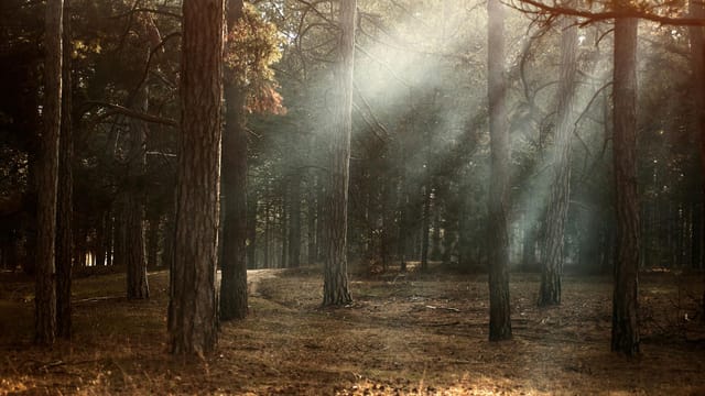 Sunlight streaming through foggy woodland in autumn, Kherson, Ukraine.