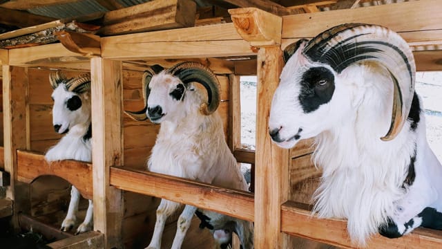 Three majestic rams with large horns in a traditional Indonesian farm barn. Perfect for agricultural themes.